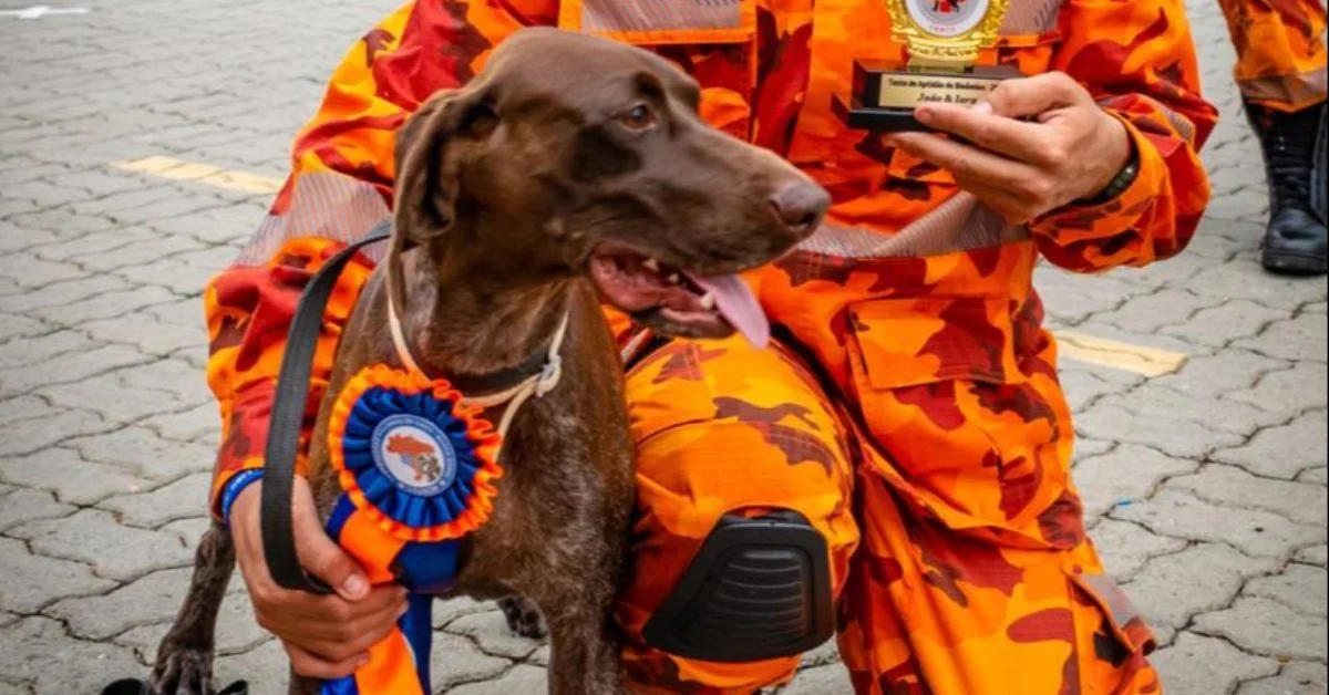 Cadela do Corpo de Bombeiros do CE morre durante buscas às crianças desaparecidas no MA