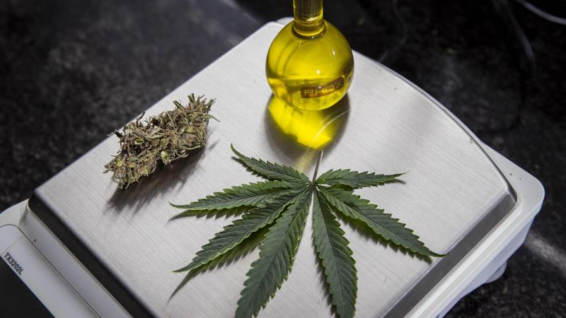 Debate sobre cannabis medicinal avança no Senado com novas propostas