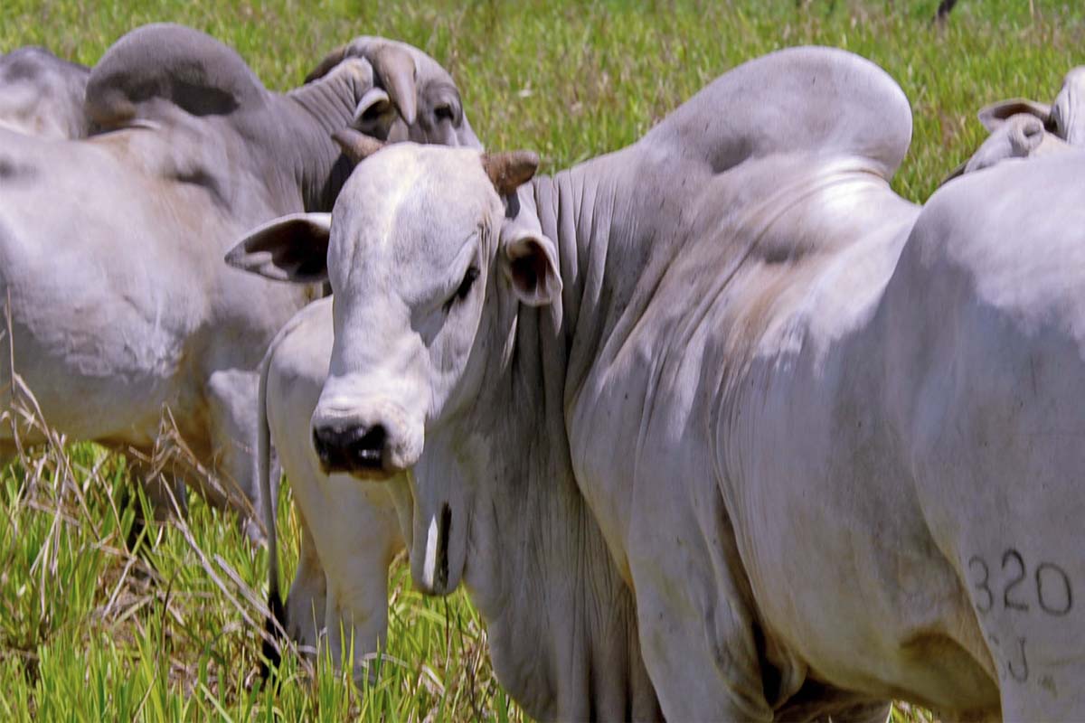 Matadouro público é interditado em Pastos Bons a pedido do MPMA